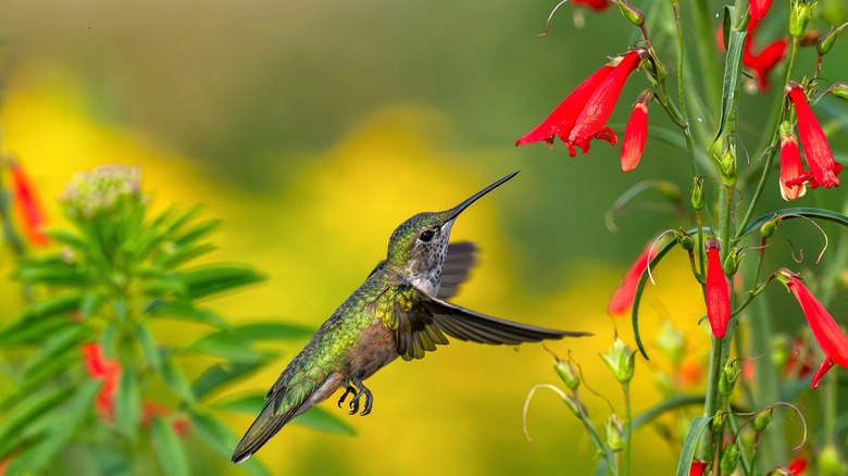 Kırmızı penstemon çiçeği ziyaret eden bir sinek kuşu