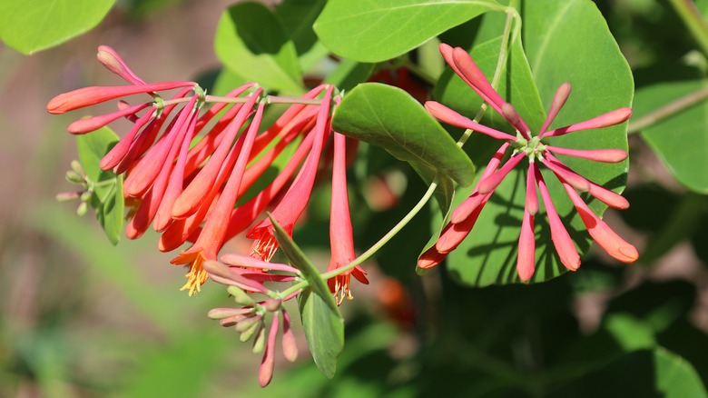 Bloom'da kırmızı yerli hanımeli kapalı