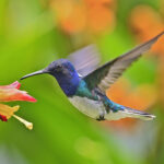 7 çok yıllık, bahçenizde sinek kuşları istiyorsanız Deadhead yapmamalısınız