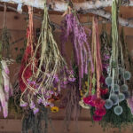 Karıncalar evinizi ele geçiriyor mu? Kurutulmuş çiçek dekorunuz suçlu olabilir