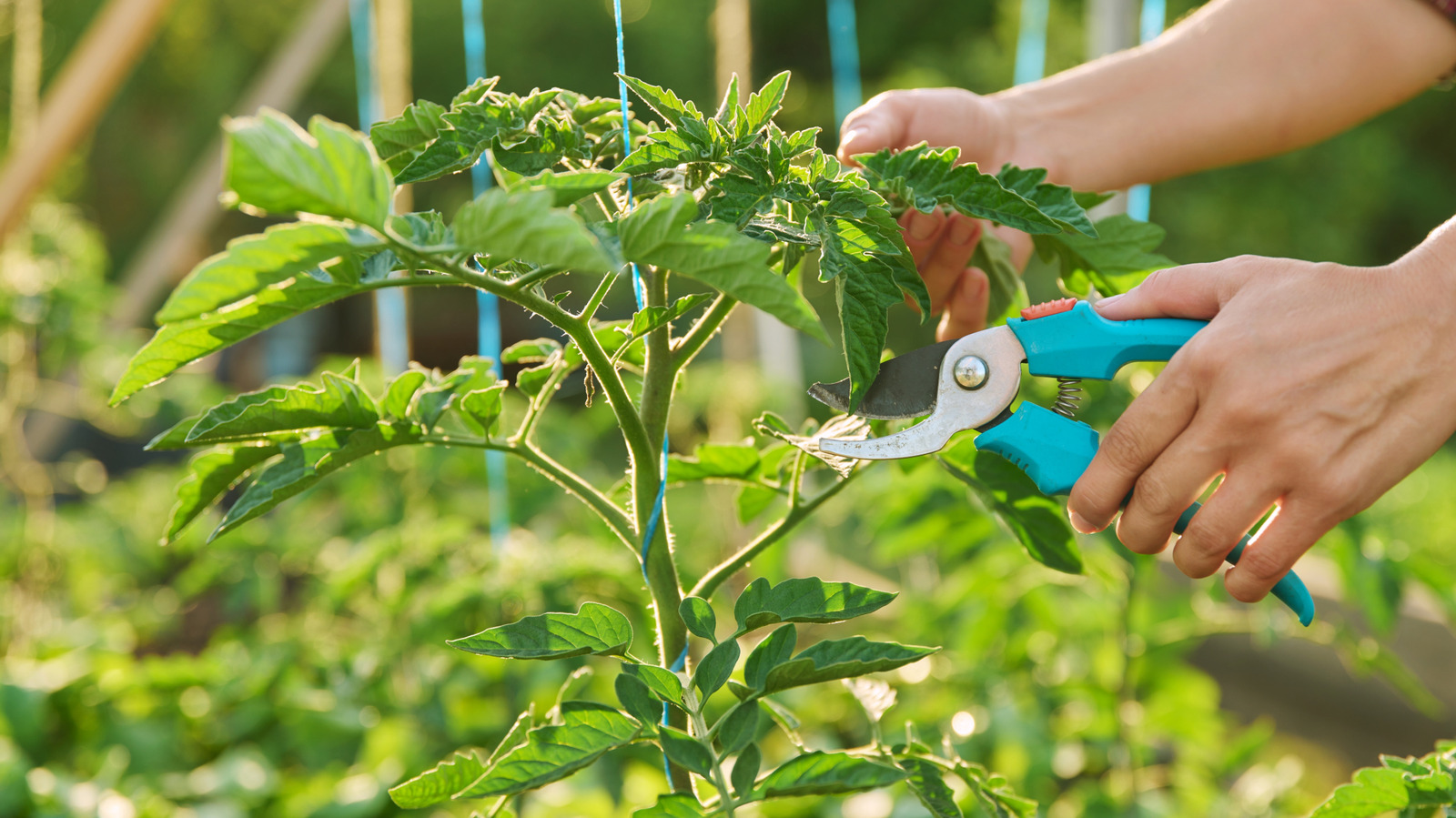 Domates bitkilerinizden yaprakları yeniden kullanmanın nefis yolu