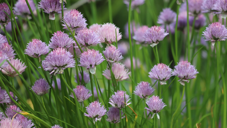 Tam çiçek açan bıçaklı çiçekler