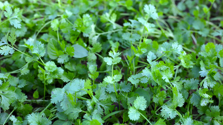 Yeşil kişniş gölgeli bir bahçede yapraklar