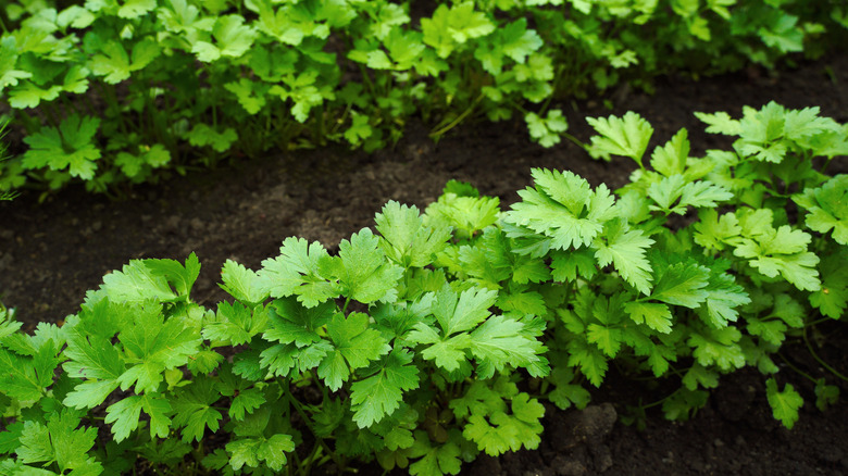 Gölgeli bir bahçede büyüyen maydanoz