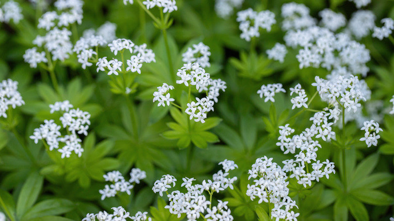 Gölgeli bir bahçede tatlı odunruff