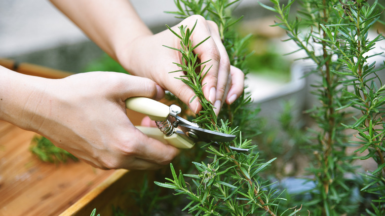 Kadının elleri kekik hasat