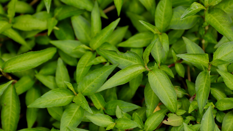Persicaria Odorata'nın yakın çekim fotoğrafı, Vietnam kişniş olarak da bilinir