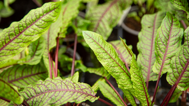 Bahçede kuzukulağı yaprakları
