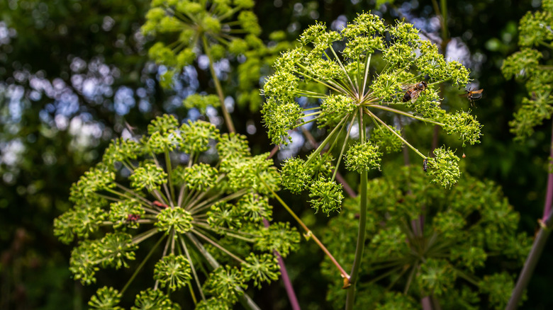 Gölgede Angelica Archangelica Çiçekleri