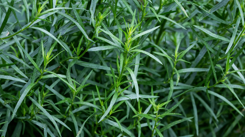 Gölgeli bir bahçede büyüyen Fransız tarhun