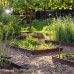 Gölgede gelişen ve çok az güneşsiz veya hiç güneşsiz olan 12 büyümesi kolay bitki