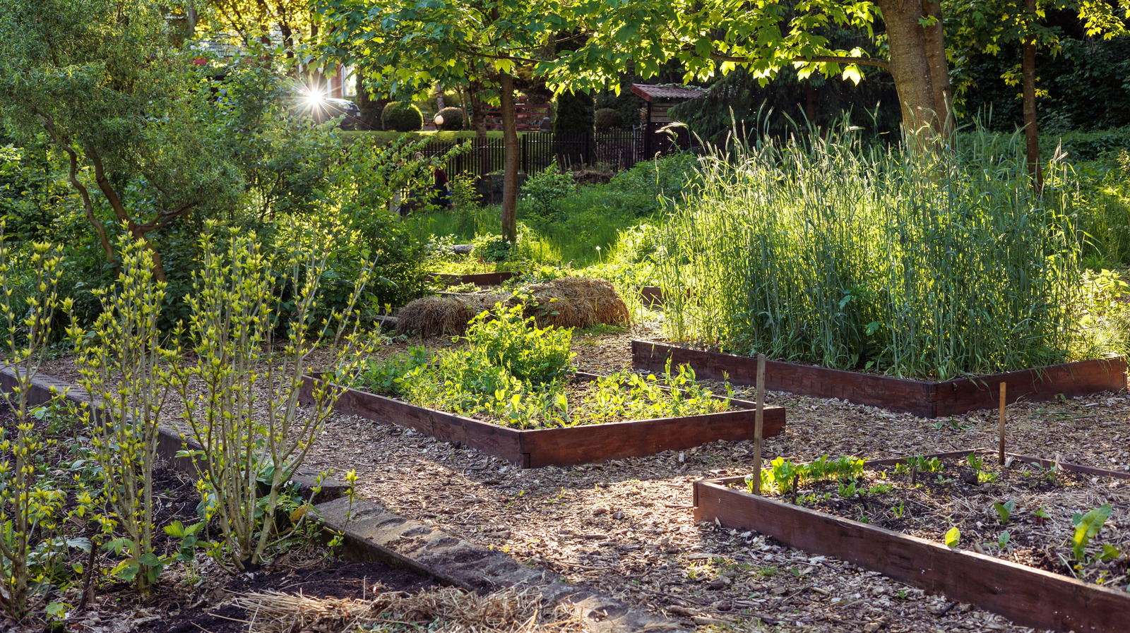 Gölgede gelişen ve çok az güneşsiz veya hiç güneşsiz olan 12 büyümesi kolay bitki