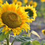 Güzelliklerini yıl boyunca tutan DIY ayçiçeği