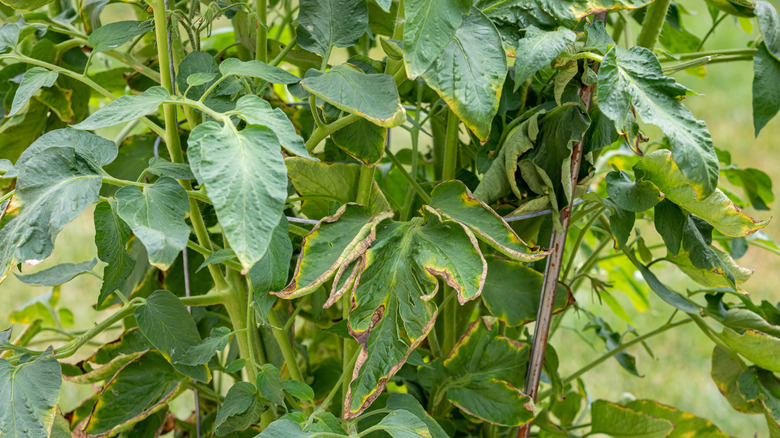 Bazı kahverengi ve sarı yaprak problemleri olan bir domates bitkisi