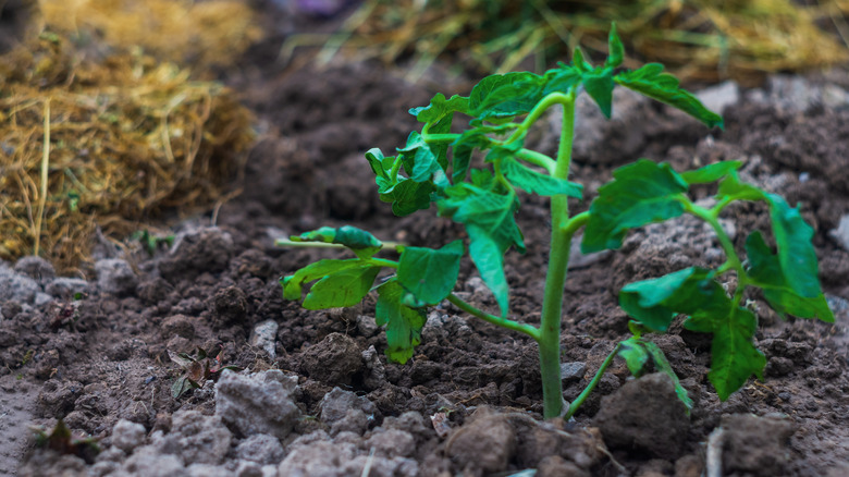Toprakta yeni ekilen domates fidesi