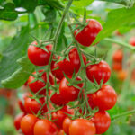 Bu #1 hatayı yetiştirmekten kaçının Domates bitkileri