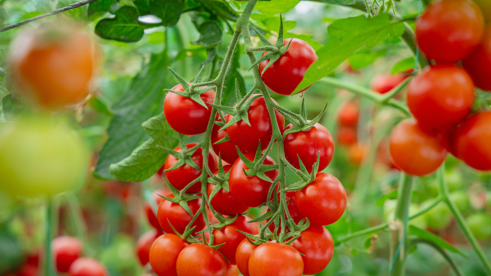 Bu #1 hatayı yetiştirmekten kaçının Domates bitkileri