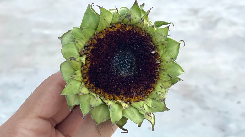 Sarı yaprakları olmayan bir ayçiçeği tutan elin yakın çekimi