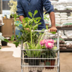 Aldi'nin yeni bitkilerini satmadan önce tespit etmenin en kolay yolu