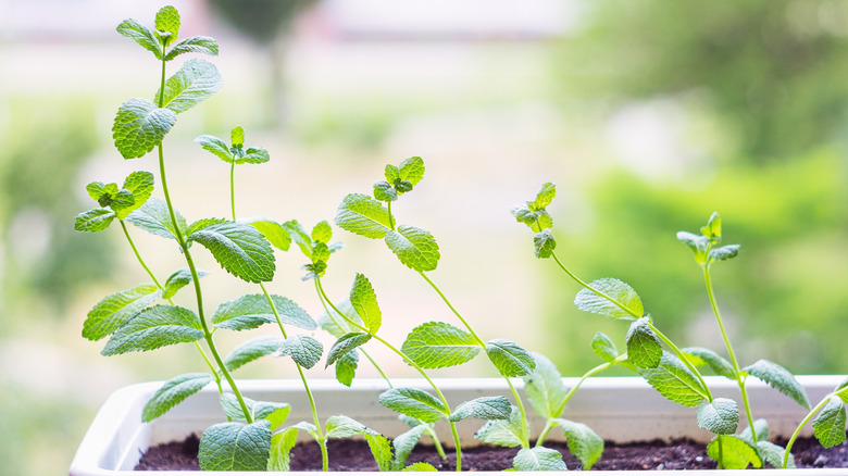 Bir saksıda büyüyen nane