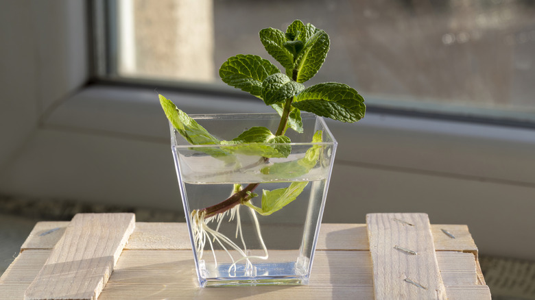 Bir bardak suda oturan bir nane kesimi