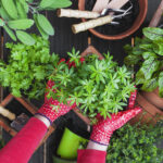 Popüler bitki tohum yerine kesimlerden büyümelisiniz