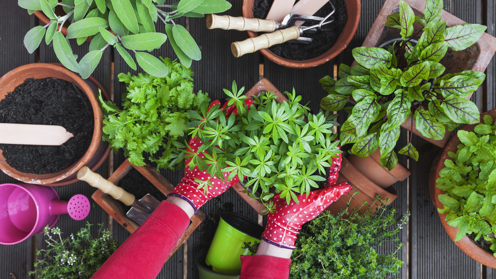 Popüler bitki tohum yerine kesimlerden büyümelisiniz