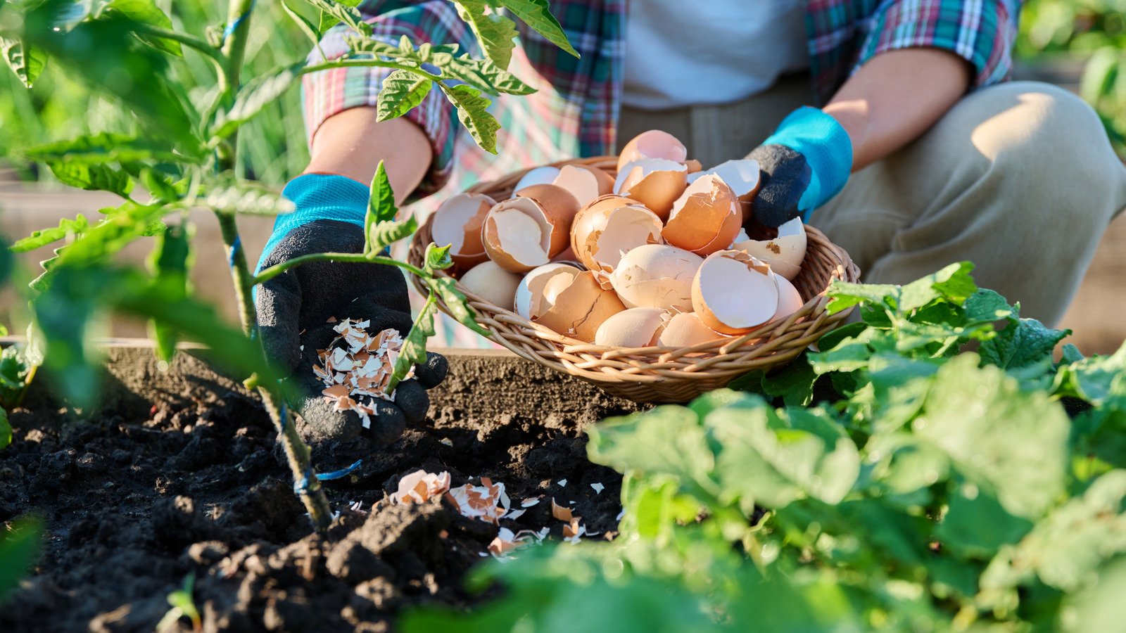 Yumurta kabuklarını atmayın: Bu klasik DIY bahçenizi nasıl dönüştürebilir?