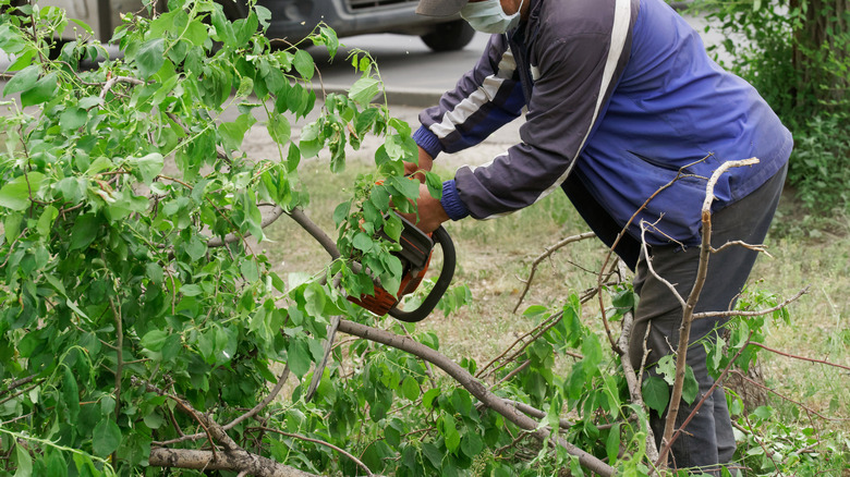 Kırık ağaç dallarını budayan kişi