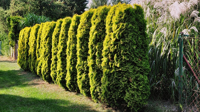 Arka arkaya uzun çitler