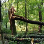 Rüzgara maruz kalmadan muzdarip bitkiler nasıl kurtarılır