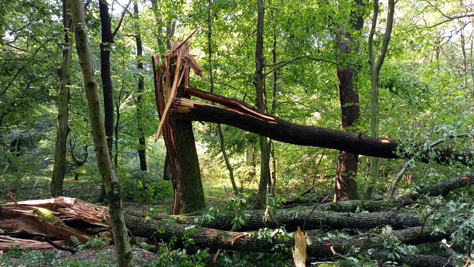Rüzgara maruz kalmadan muzdarip bitkiler nasıl kurtarılır