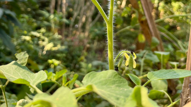 Bir domates bitkisinin dallarında beyaz saç