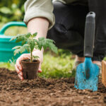 Domates bitkilerindeki beyaz saçlar gerçekten (ve bu konuda ne yapmalı)