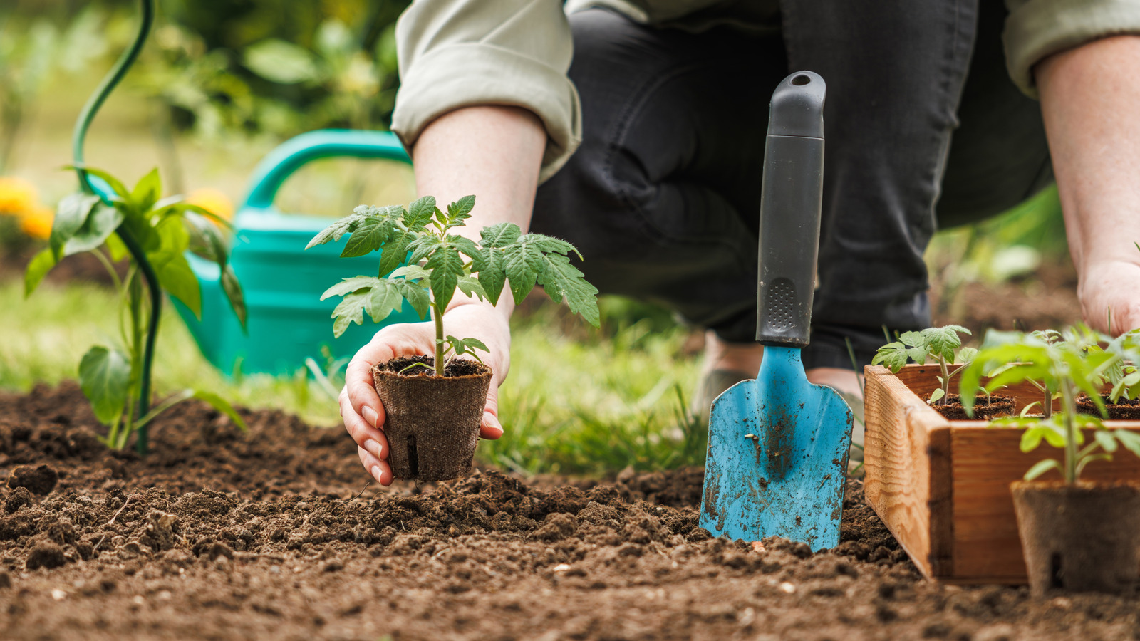 Domates bitkilerindeki beyaz saçlar gerçekten (ve bu konuda ne yapmalı)