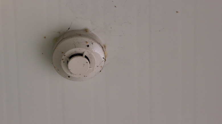 Duman dedektöründe örümcek ağları ve böcekler