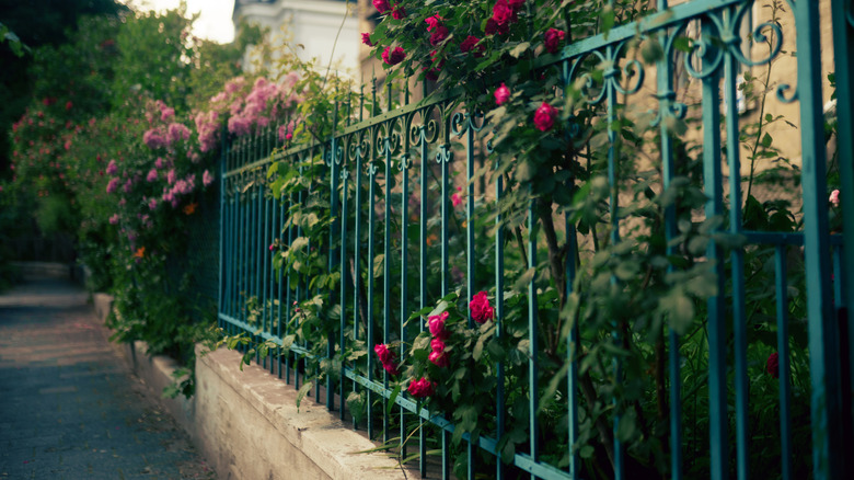 Ferforje çitin içinden büyüyen güller