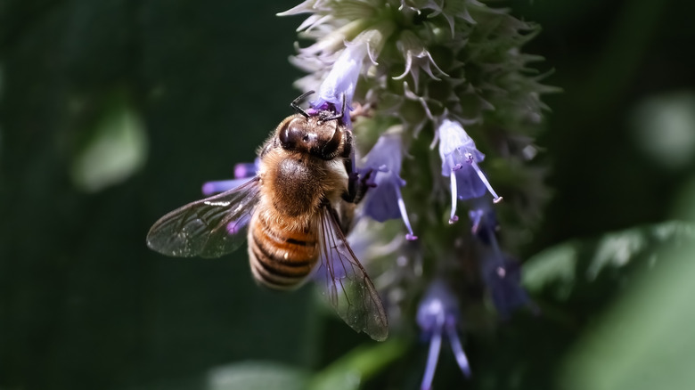 Anason Hyssop üzerinde oturan bir bumblebee closeup.
