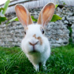 Konteynerlerde yetiştirildiğinde gelişen aromatik mor tavşan dirençli bitki