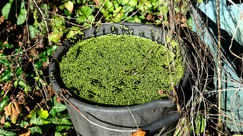 Gübre çayı için bir kovada yabani otlar