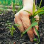 Bahçenizi çiğnemeden önce iki kez düşünmeniz çok önemli nedeni