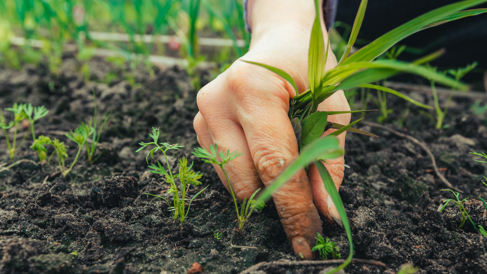 Bahçenizi çiğnemeden önce iki kez düşünmeniz çok önemli nedeni