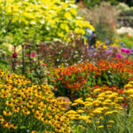 Harika bir zemin örtüsü yapan tozlayıcı atlatıcı çok yıllık