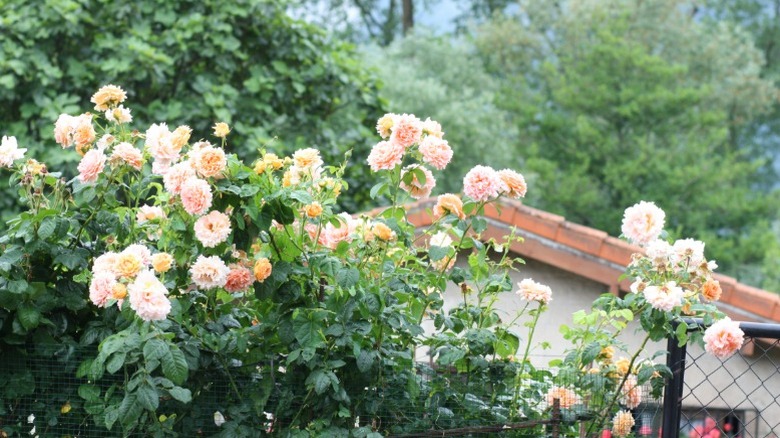 Oldukça soluk pembe gül çalı