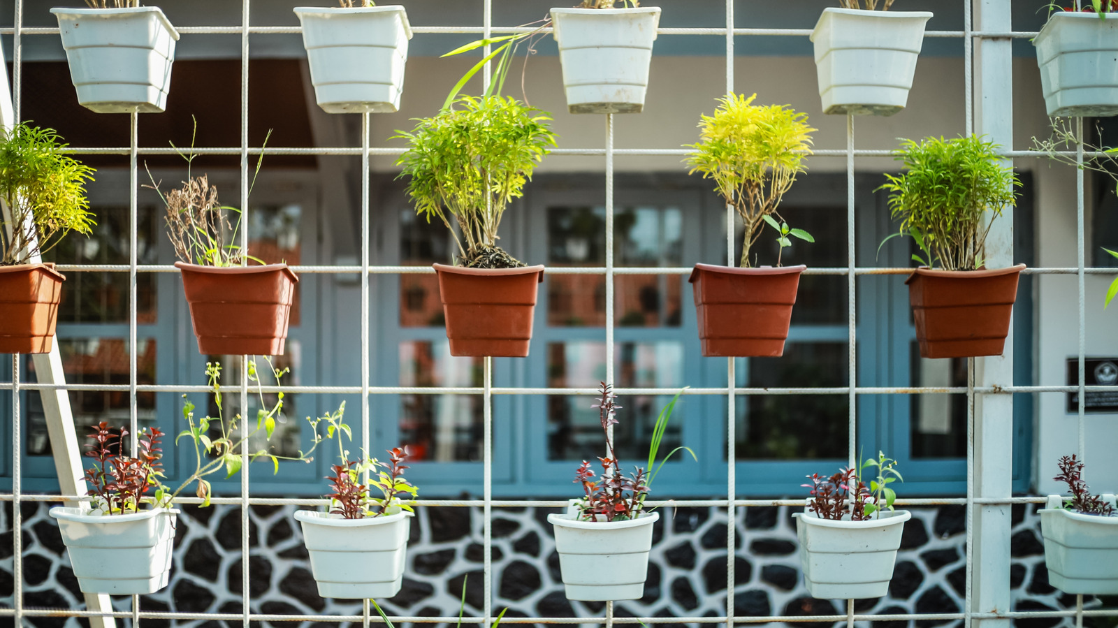 Hayalinizdeki Herb bahçesini inşa etmek için delicesine uygun fiyatlı kovalar kullanın