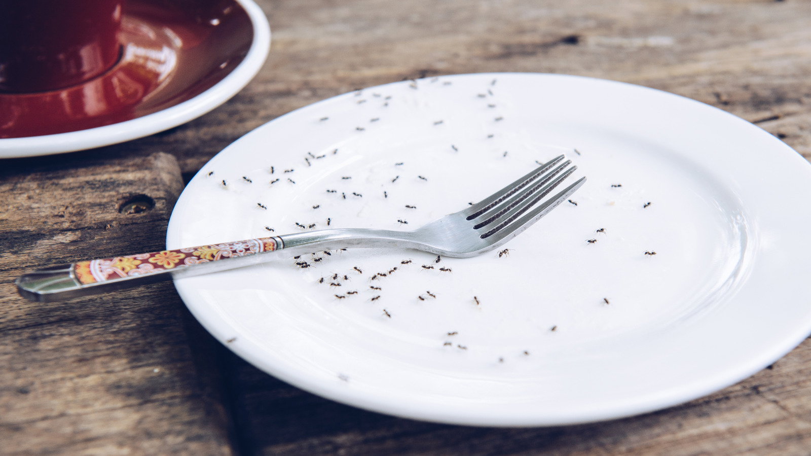 Bu DIY karınca tuzağı düşündüğünüz kadar etkili değildir. İşte nedeni