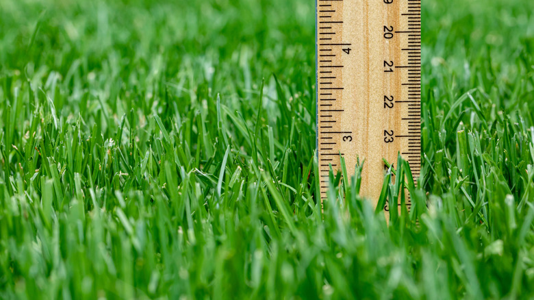 Bir cetvel ile çimlerde çim yüksekliğini ölçme.