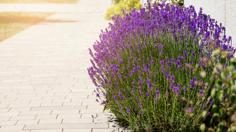 Kaldırım boyunca büyüyen Fransız lavanderler