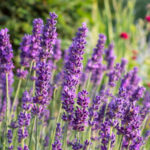 Hangi lavanta çeşidi en uzun çiçek açar?