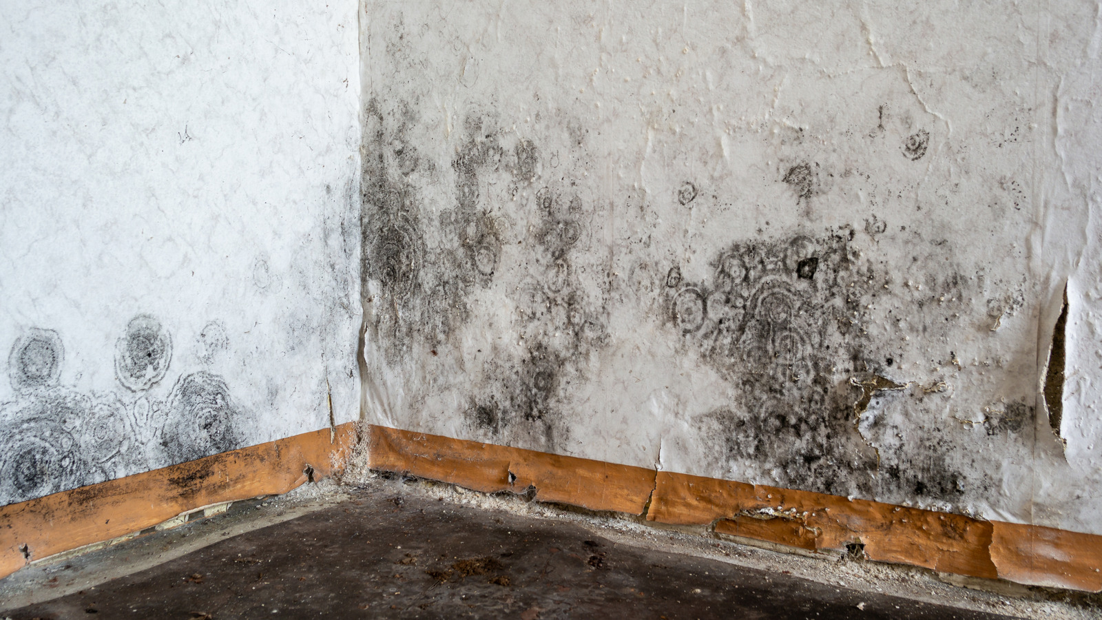 Zaten sahip olduğunuz bir malzemeyi kullanarak bir bodrum selinden sonra kalıptan nasıl kurtulur